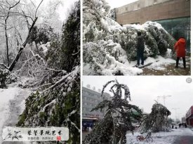 仿真樹也能抗風吹雨打