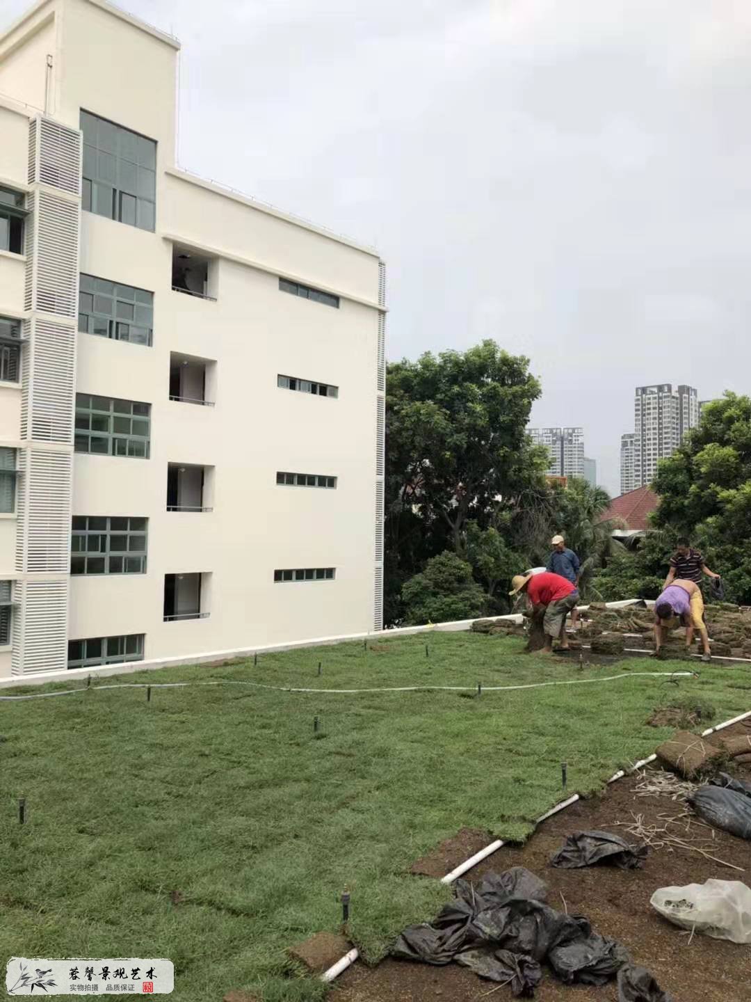 小學屋頂綠化