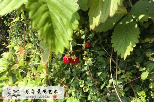 商業(yè)停車場(chǎng)植物墻