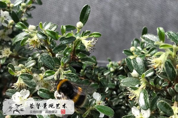 商業(yè)停車場(chǎng)植物墻