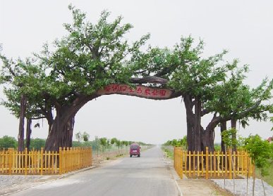 仿真樹榕樹大門