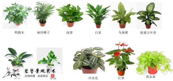 植物墻價格