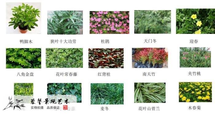 植物墻綠植