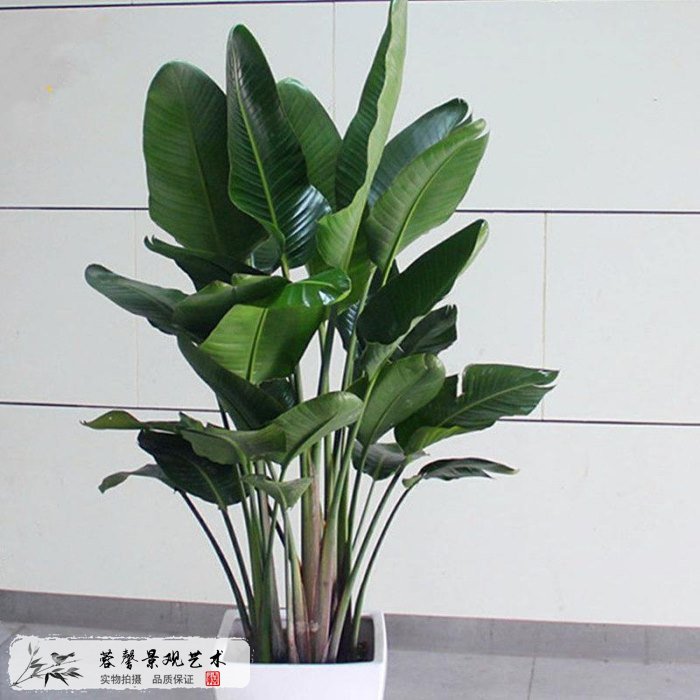 仿真植物裝飾