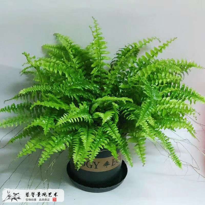 室內(nèi)植物墻植物推薦--波士頓蕨