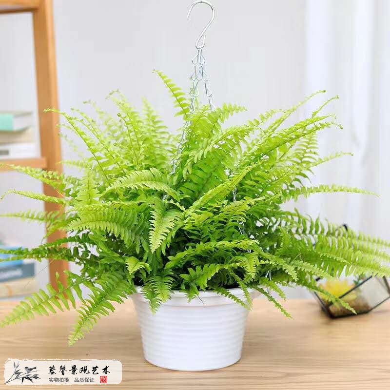 室內(nèi)植物墻植物推薦--波士頓蕨