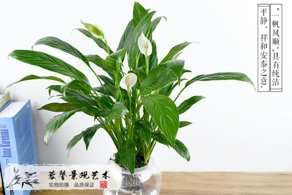 室內(nèi)植物墻植物推薦--白掌