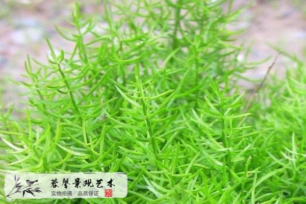 室外植物墻植物天門(mén)冬