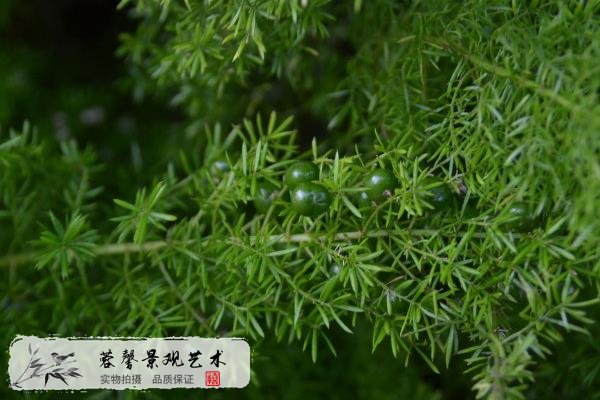 室外植物墻植物天門(mén)冬