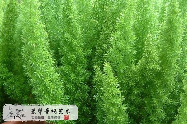 室外植物墻植物天門(mén)冬