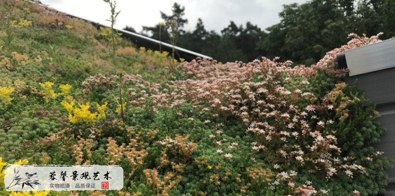 屋頂花園的好處