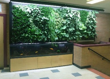 植物墻和魚缸