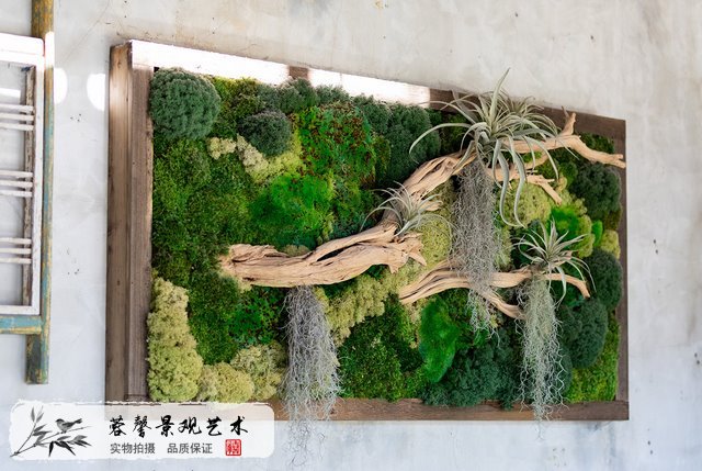 苔蘚植物墻優(yōu)點