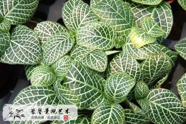 室內(nèi)植物墻植物