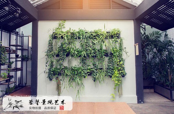 室內(nèi)植物墻植物