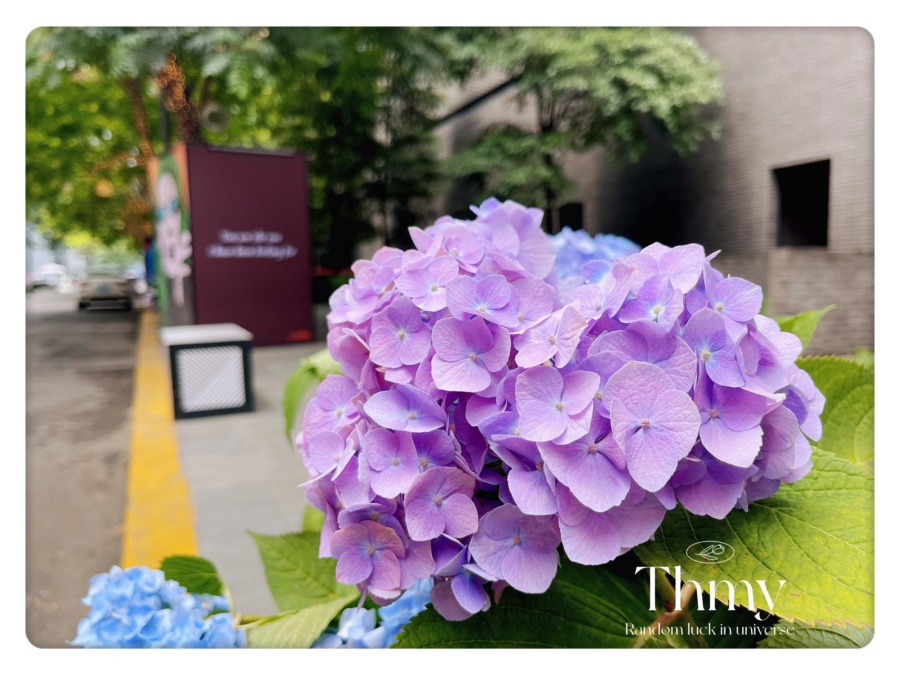 太古里愛(ài)情專線1314，街道花箱景觀綠化提升