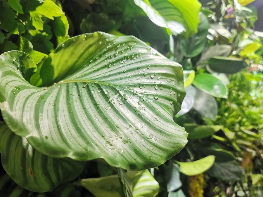 展廳植物墻