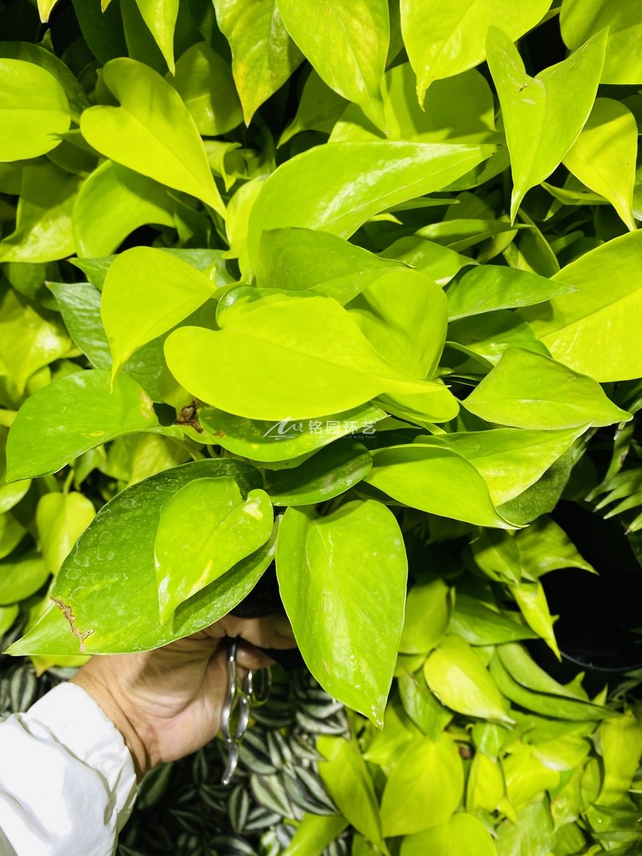 辦公樓室內(nèi)植物墻