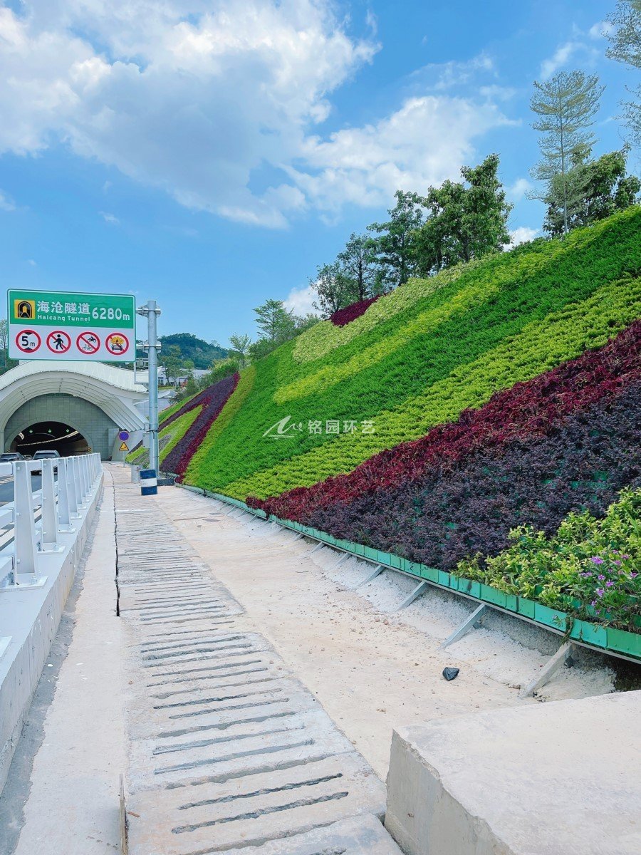 隧道邊坡綠化，廈門海滄隧道護(hù)坡垂直綠化景觀