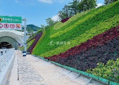 隧道植物墻