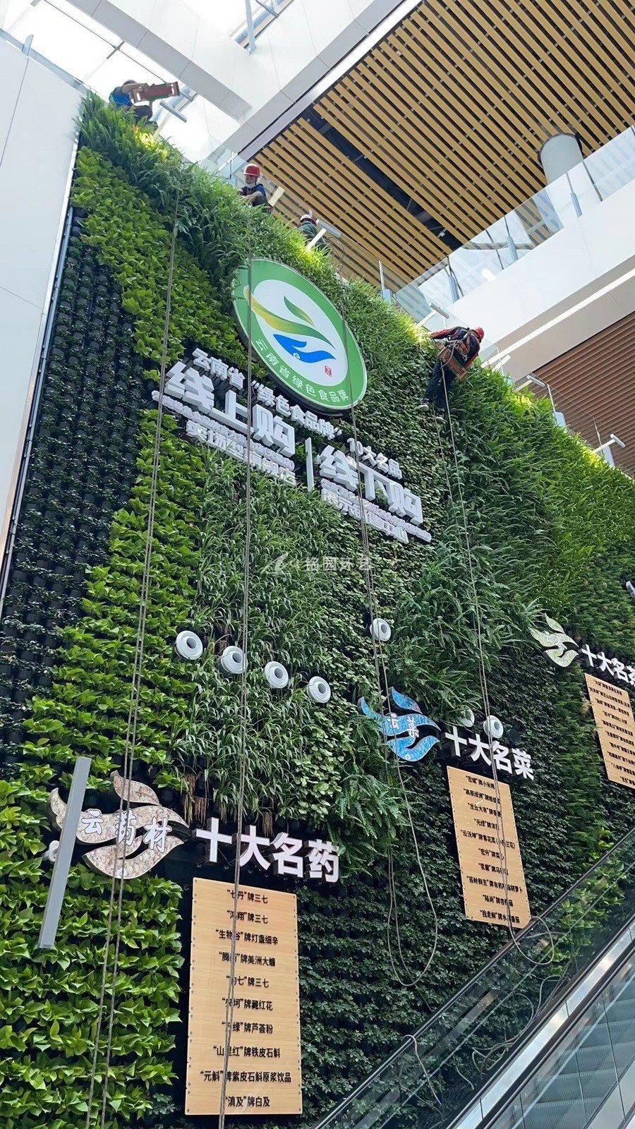 展廳植物墻