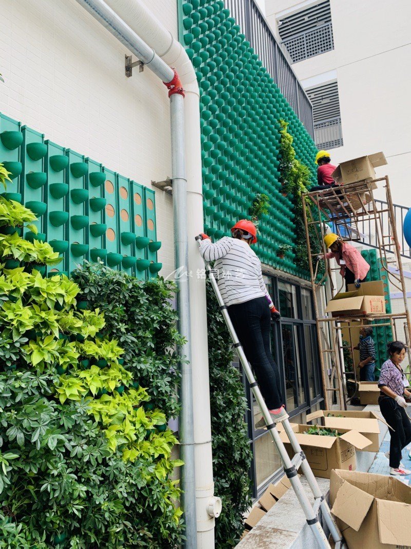 小學建筑外墻植物墻