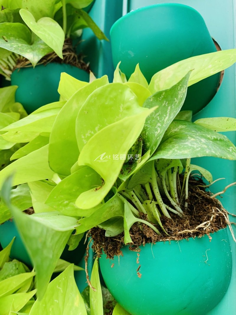 小學建筑外墻植物墻